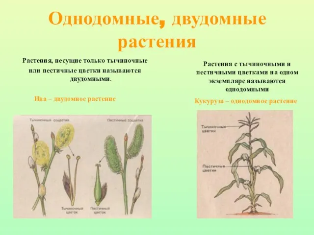 Однодомные, двудомные растения Растения, несущие только тычиночные или пестичные цветки называются двудомными.