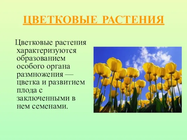 ЦВЕТКОВЫЕ РАСТЕНИЯ Цветковые растения характеризуются образованием особого органа размножения — цветка и