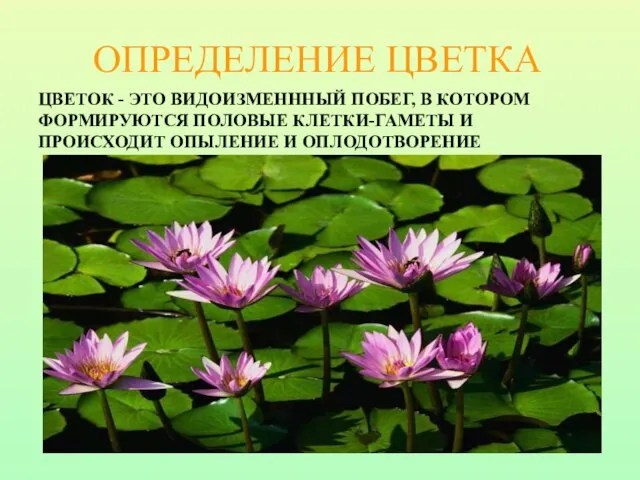 ЦВЕТОК - ЭТО ВИДОИЗМЕНННЫЙ ПОБЕГ, В КОТОРОМ ФОРМИРУЮТСЯ ПОЛОВЫЕ КЛЕТКИ-ГАМЕТЫ И ПРОИСХОДИТ