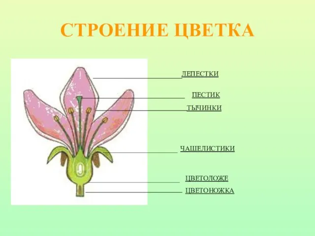 ЦВЕТОНОЖКА ЦВЕТОЛОЖЕ ЧАШЕЛИСТИКИ СТРОЕНИЕ ЦВЕТКА ПЕСТИК ТЫЧИНКИ ЛЕПЕСТКИ