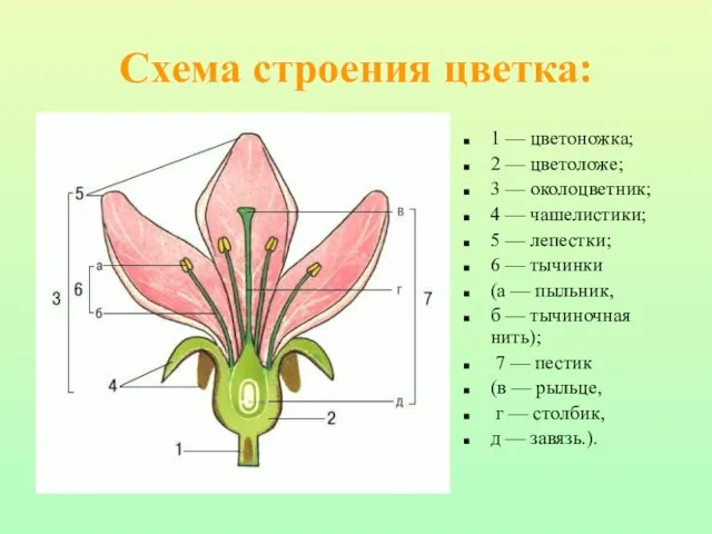 Схема строения цветка: 1 — цветоножка; 2 — цветоложе; 3 — околоцветник;