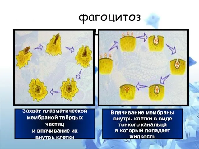 фагоцитоз пиноцитоз Захват плазматической мембраной твёрдых частиц и впячивание их внутрь клетки