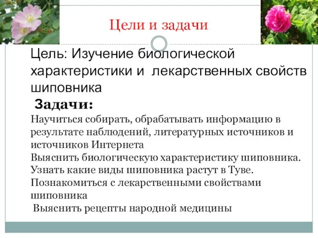 Цели и задачи Цель: Изучение биологической характеристики и лекарственных свойств шиповника Задачи: