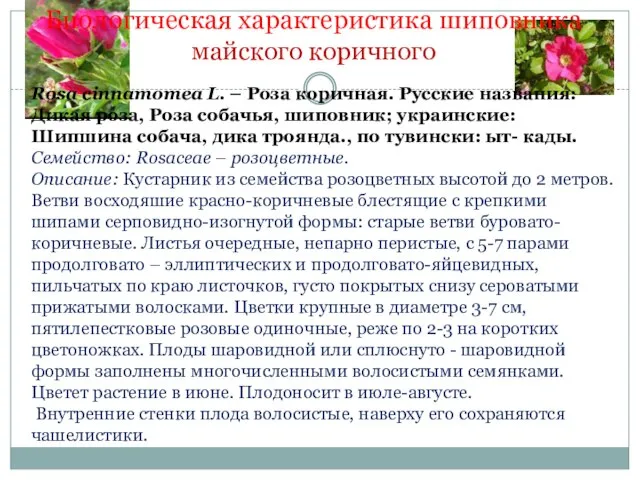 Биологическая характеристика шиповника майского коричного Rosa cinnamomea L. – Роза коричная. Русские