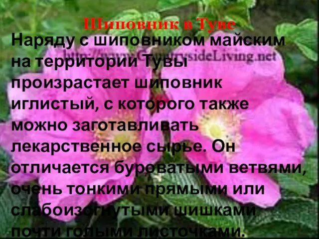 Шиповник в Туве Наряду с шиповником майским на территории Тувы произрастает шиповник