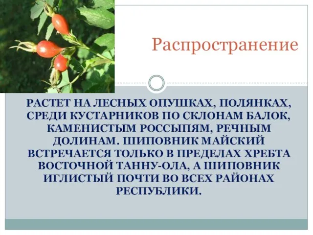 растет на лесных опушках, полянках, среди кустарников по склонам балок, каменистым россыпям,