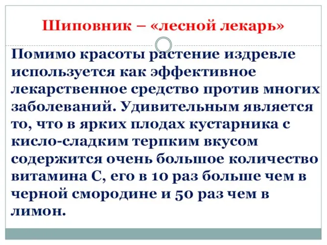 Шиповник – «лесной лекарь» Помимо красоты растение издревле используется как эффективное лекарственное