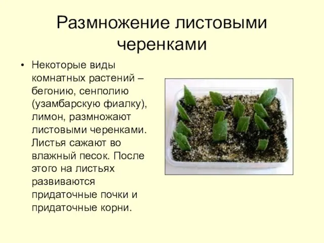 Размножение листовыми черенками Некоторые виды комнатных растений – бегонию, сенполию (узамбарскую фиалку),