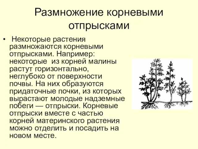 Размножение корневыми отпрысками Некоторые растения размножаются корневыми отпрысками. Например: некоторые из корней