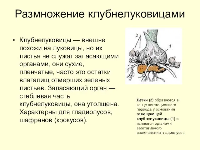 Размножение клубнелуковицами Клубнелуковицы — внешне похожи на луковицы, но их листья не