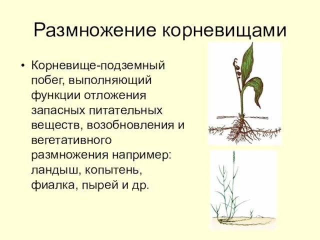 Размножение корневищами Корневище-подземный побег, выполняющий функции отложения запасных питательных веществ, возобновления и