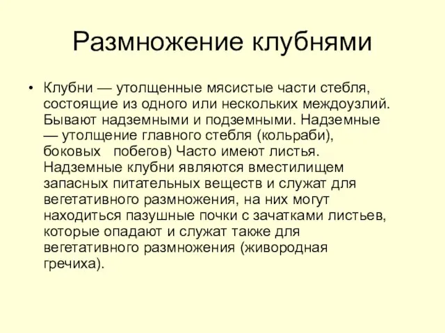 Размножение клубнями Клубни — утолщенные мясистые части стебля, состоящие из одного или