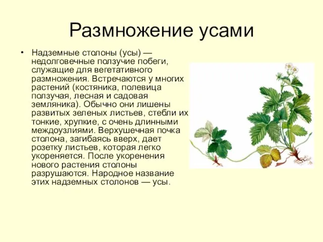 Размножение усами Надземные столоны (усы) — недолговечные ползучие побеги, служащие для вегетативного