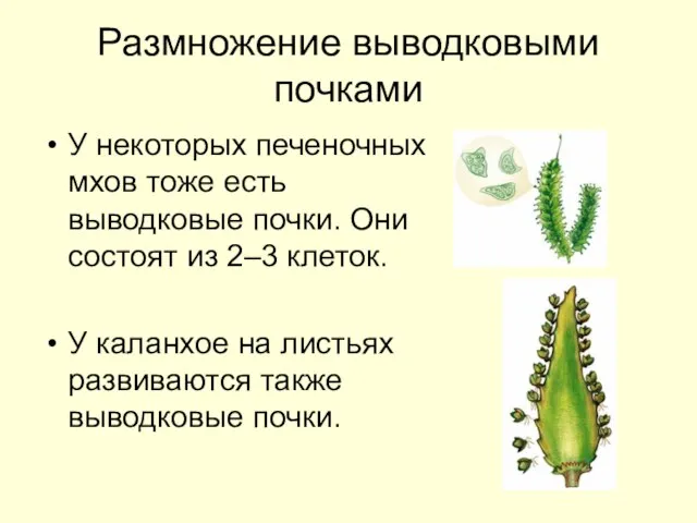 Размножение выводковыми почками У некоторых печеночных мхов тоже есть выводковые почки. Они