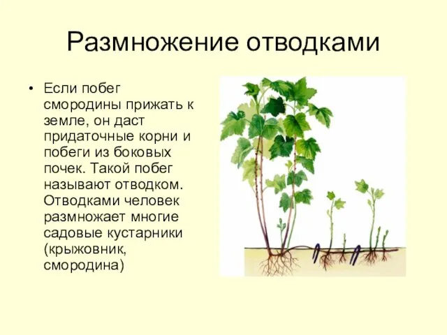 Размножение отводками Если побег смородины прижать к земле, он даст придаточные корни