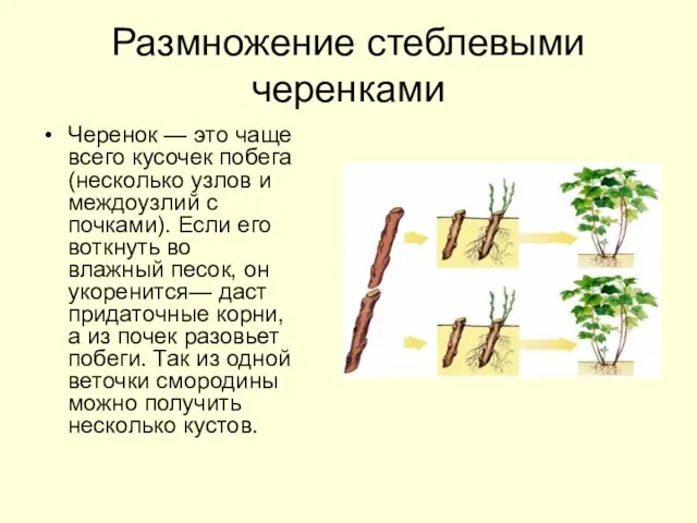 Размножение стеблевыми черенками Черенок — это чаще всего кусочек побега (несколько узлов
