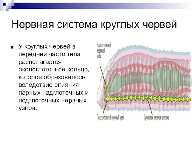 Нервная система круглых червей У круглых червей в передней части тела располагается