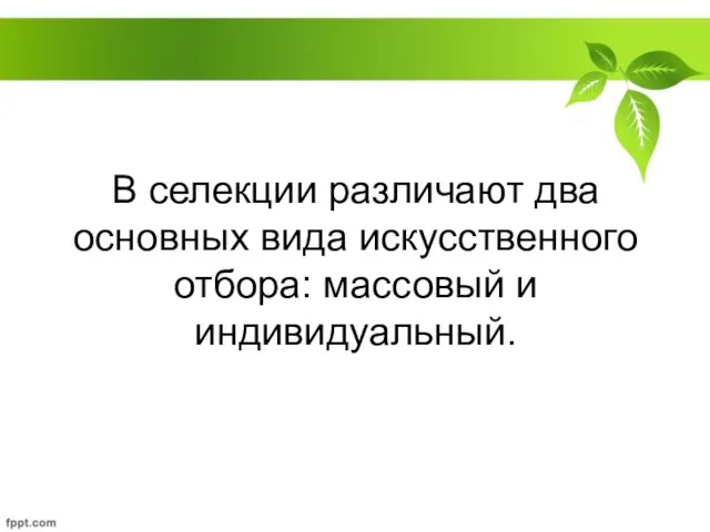 В селекции различают два основных вида искусственного отбора: массовый и индивидуальный.