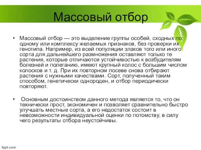 Массовый отбор Массовый отбор — это выделение группы особей, сходных по одному