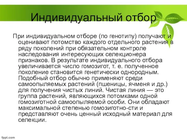 Индивидуальный отбор При индивидуальном отборе (по генотипу) получают и оценивают потомство каждого