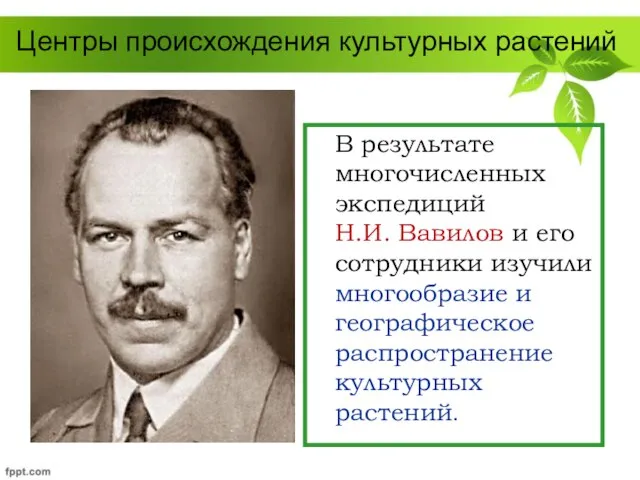 Центры происхождения культурных растений В результате многочисленных экспедиций Н.И. Вавилов и его