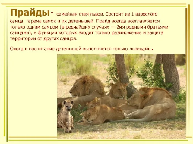 Прайды- семейная стая львов. Состоит из 1 взрослого самца, гарема самок и