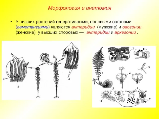 У низших растений генеративными, половыми органами (гаметангиями) являются антеридии (мужские) и овогонии