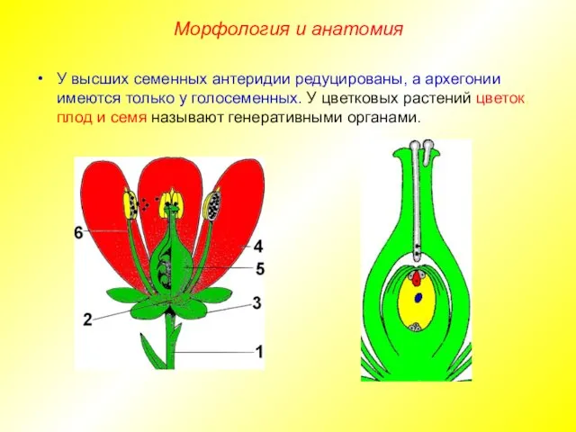 У высших семенных антеридии редуцированы, а архегонии имеются только у голосеменных. У