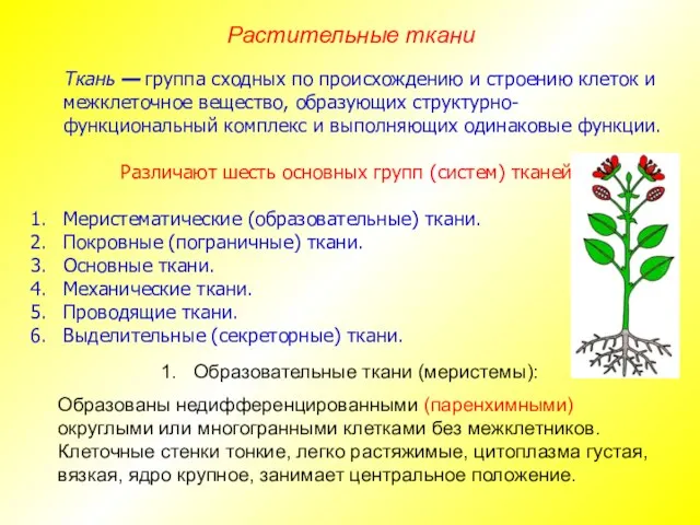 Ткань — группа сходных по происхождению и строению клеток и межклеточное вещество,