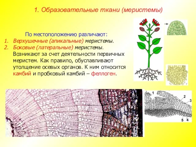 По местоположению различают: Верхушечные (апикальные) меристемы. Боковые (латеральные) меристемы. Возникают за счет