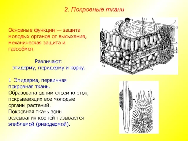 Основные функции — защита молодых органов от высыхания, механическая защита и газообмен.