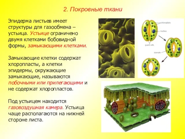 Эпидерма листьев имеет структуры для газообмена – устьица. Устьице ограничено двумя клетками