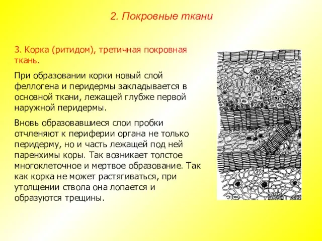 3. Корка (ритидом), третичная покровная ткань. При образовании корки новый слой феллогена