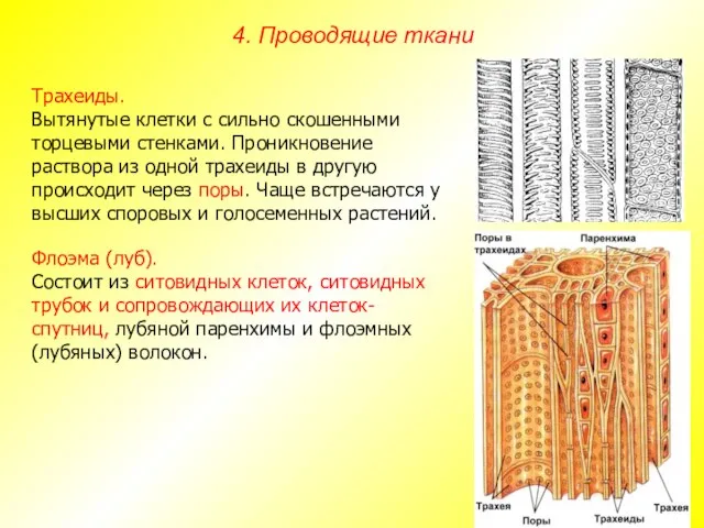Трахеиды. Вытянутые клетки с сильно скошенными торцевыми стенками. Проникновение раствора из одной