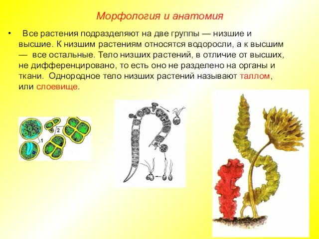 Все растения подразделяют на две группы — низшие и высшие. К низшим
