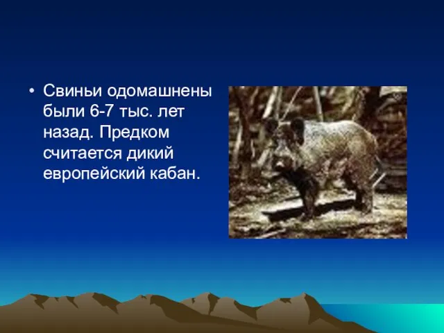 Свиньи одомашнены были 6-7 тыс. лет назад. Предком считается дикий европейский кабан.