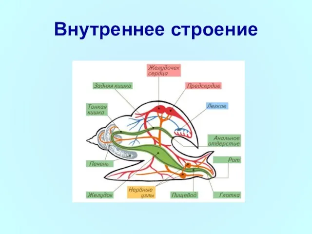 Внутреннее строение