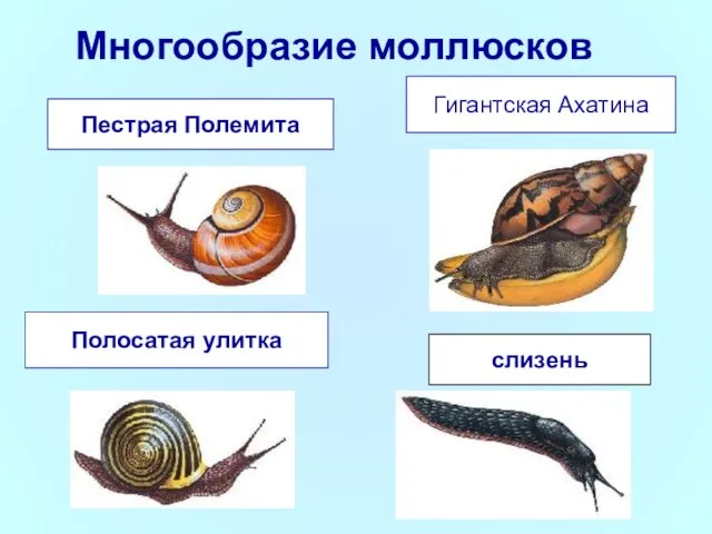 Многообразие моллюсков Полосатая улитка Гигантская Ахатина Пестрая Полемита слизень