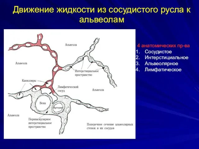 Движение жидкости из сосудистого русла к альвеолам 4 анатомических пр-ва Сосудистое Интерстициальное Альвеолярное Лимфатическое