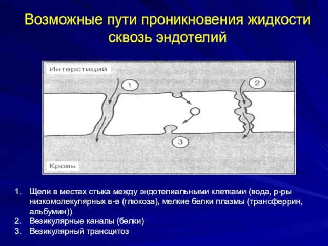 Возможные пути проникновения жидкости сквозь эндотелий Щели в местах стыка между эндотелиальными