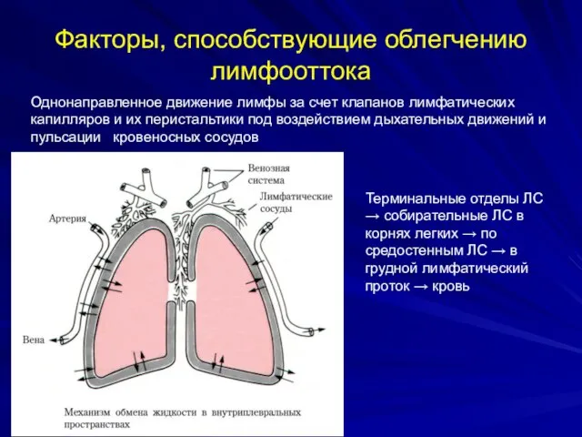 Факторы, способствующие облегчению лимфооттока Однонаправленное движение лимфы за счет клапанов лимфатических капилляров