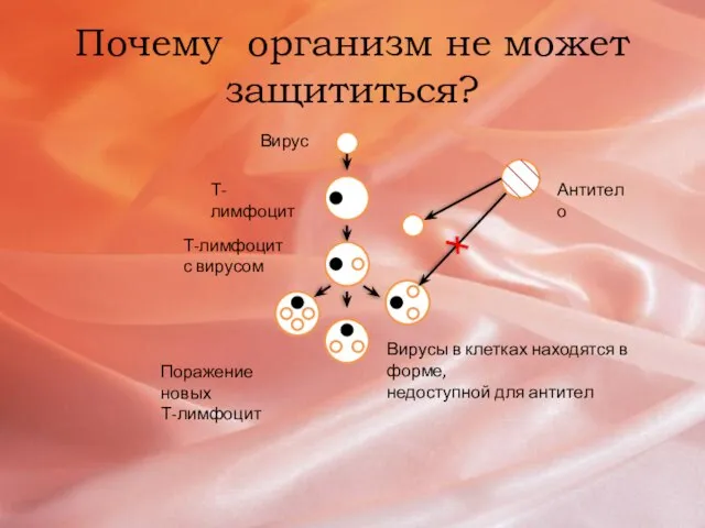 Почему организм не может защититься? Вирус Т-лимфоцит Т-лимфоцит с вирусом Поражение новых