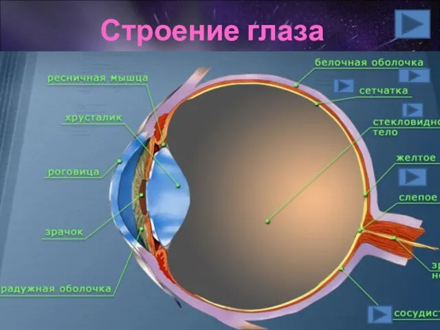 Строение глаза