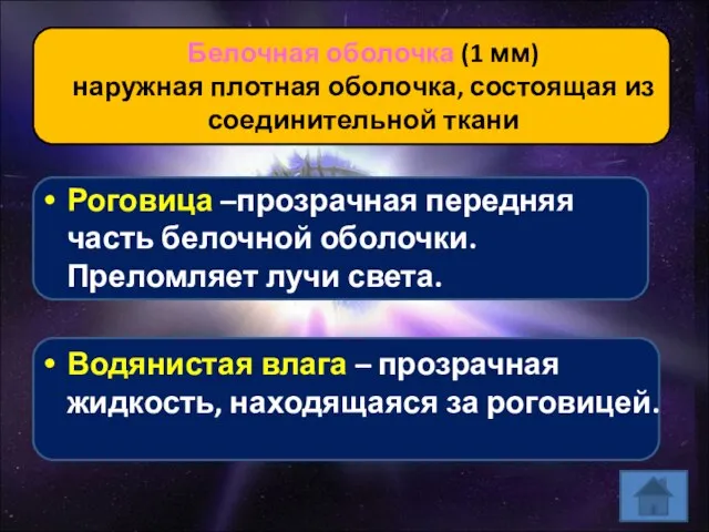 Белочная оболочка (1 мм) наружная плотная оболочка, состоящая из соединительной ткани Роговица