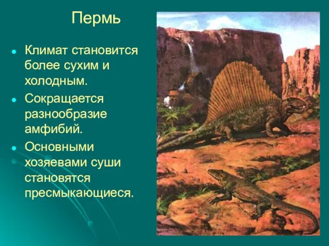 Пермь Климат становится более сухим и холодным. Сокращается разнообразие амфибий. Основными хозяевами суши становятся пресмыкающиеся.