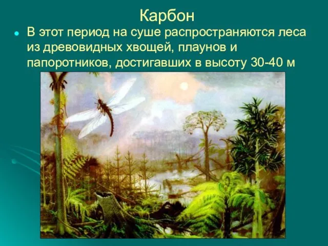 Карбон В этот период на суше распространяются леса из древовидных хвощей, плаунов