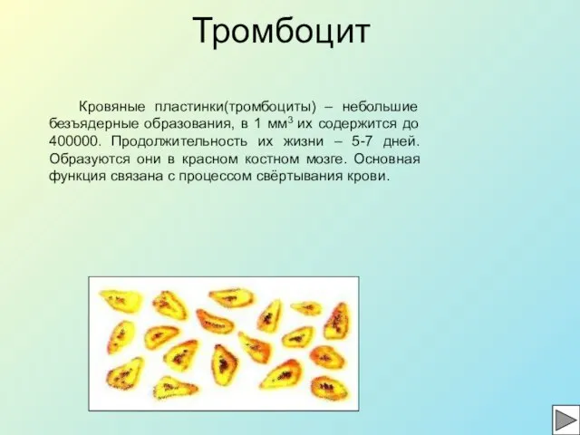 Тромбоцит Кровяные пластинки(тромбоциты) – небольшие безъядерные образования, в 1 мм3 их содержится