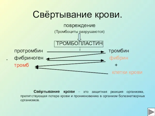 Свёртывание крови. повреждение (Тромбоциты разрушаются) ТРОМБОПЛАСТИН протромбин тромбин фибриноген фибрин тромб +