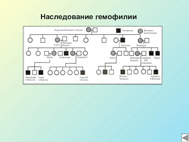 Наследование гемофилии