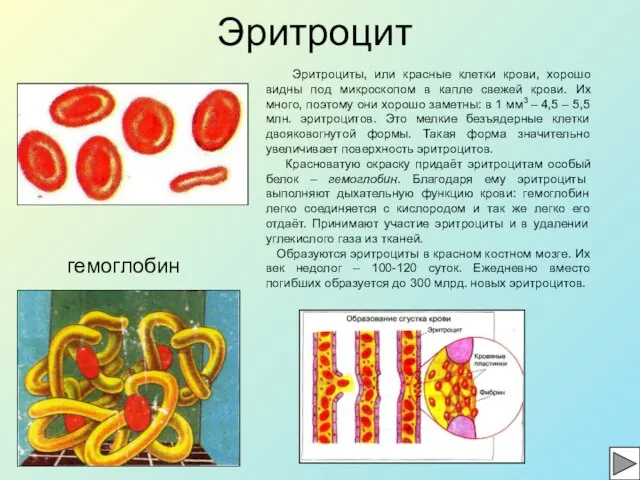 Эритроцит гемоглобин Эритроциты, или красные клетки крови, хорошо видны под микроскопом в